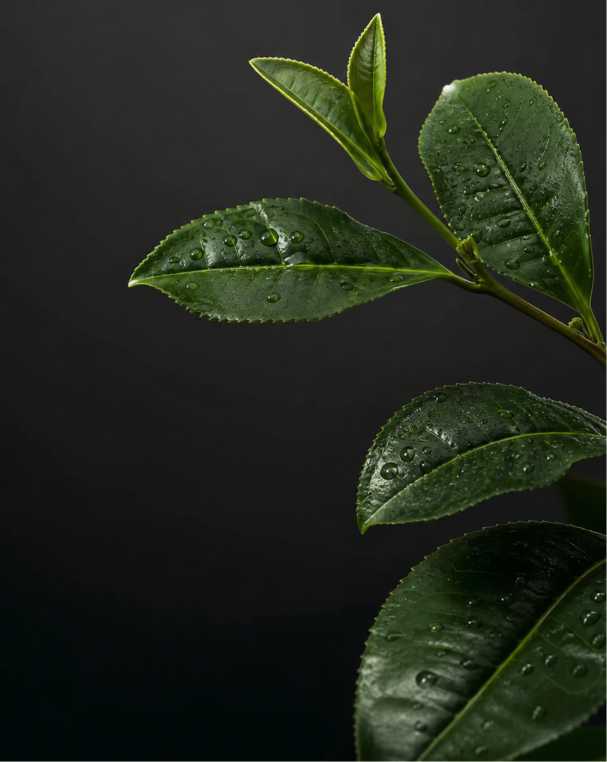 Green tea leaves, source of the L-Theanine in Executive Focus